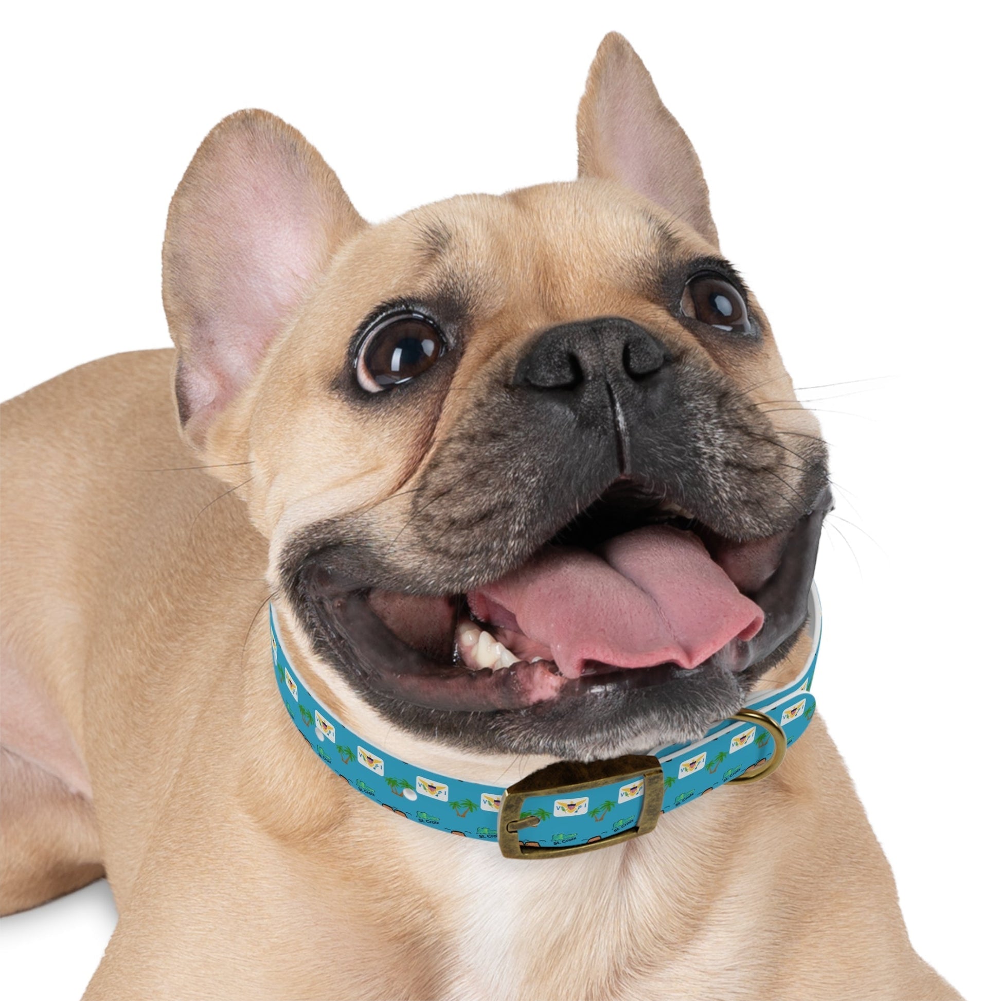 Crucian Creatures Pet Collar